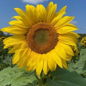 Meet your Posher, Louise